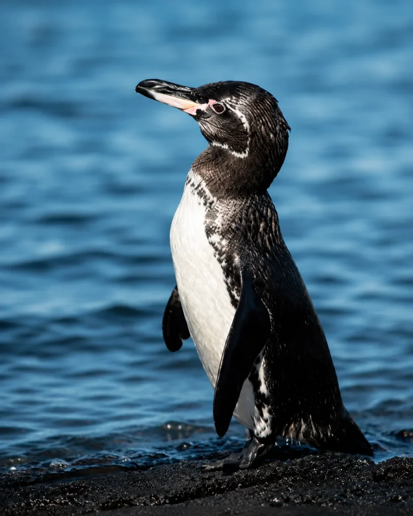 A Galápagos penguin stands on black volcanic rocks near the ocean.