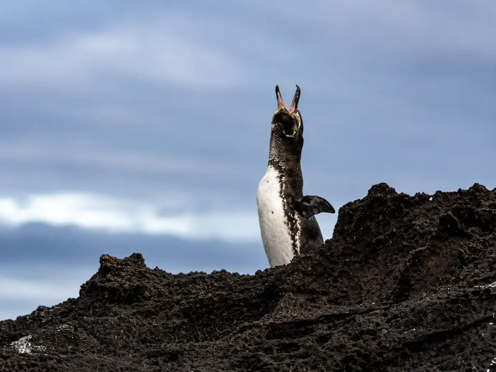 Galápagos penguin calling from black volcanic rock under a cloudy sky.