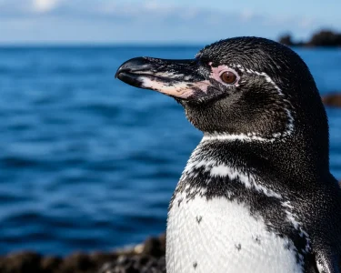 Galápagos penguin in close-up with blue ocean and volcanic rocks in the background.