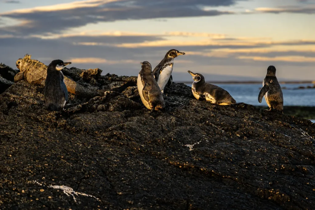 Galápagos penguins standing on volcanic rock near a marine iguana along the ocean coast.