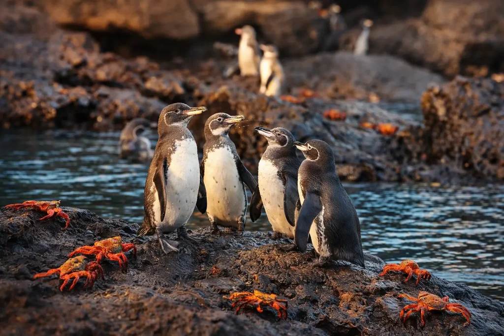 Galápagos penguins stand on black volcanic rocks with Sally Lightfoot crabs along the shoreline.