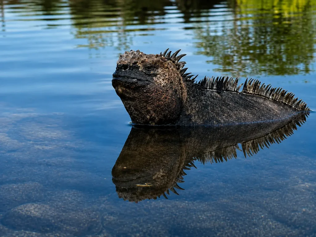Galápagos marine iguana floating in calm blue water with its reflection visible.