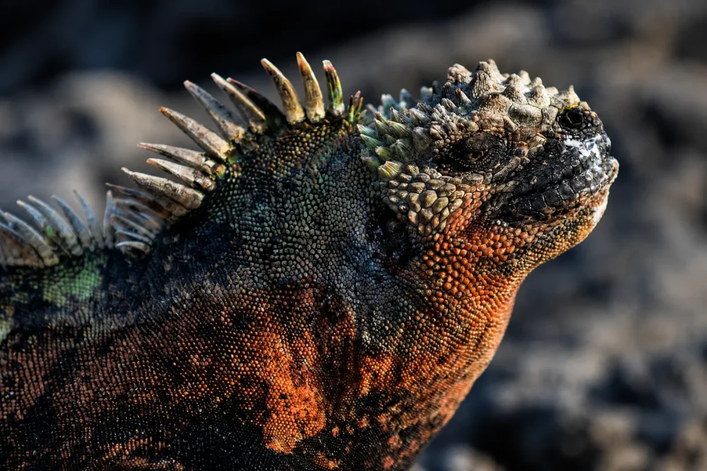 Close-up of a Galápagos marine iguana showing its spines, scales, and salt-marked face.