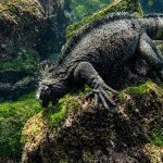 Galápagos marine iguana feeding on algae underwater among volcanic rocks.