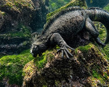 Galápagos marine iguana feeding on algae underwater among volcanic rocks.