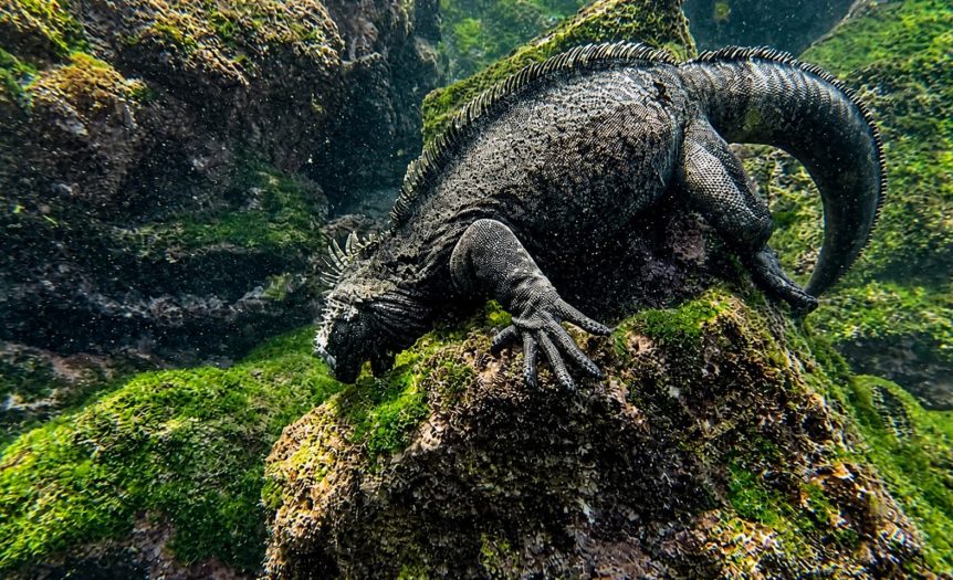 Galápagos marine iguana feeding on algae underwater among volcanic rocks.