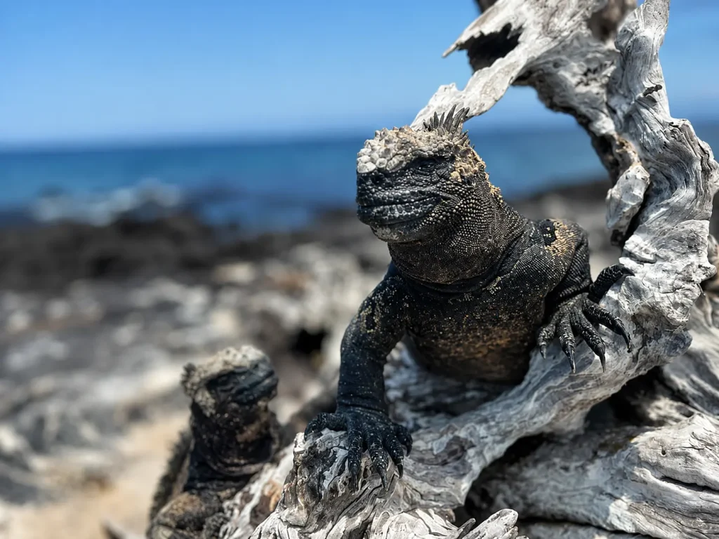 Galápagos marine iguana resting on sun-bleached driftwood near the ocean.
