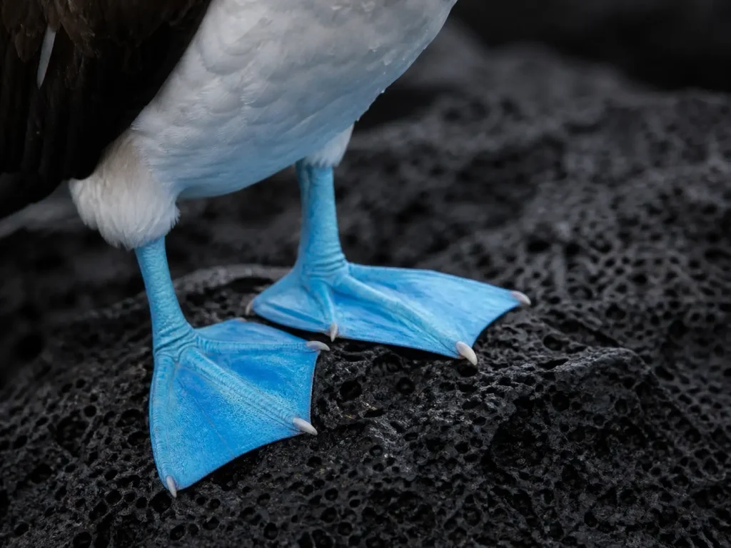 Close-up of a blue-footed booby’s bright blue feet on black volcanic rock.