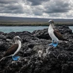 Two blue-footed boobies standing on volcanic rock beside the ocean in the Galápagos Islands.