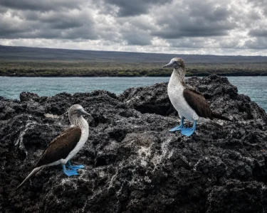 Two blue-footed boobies standing on volcanic rock beside the ocean in the Galápagos Islands.