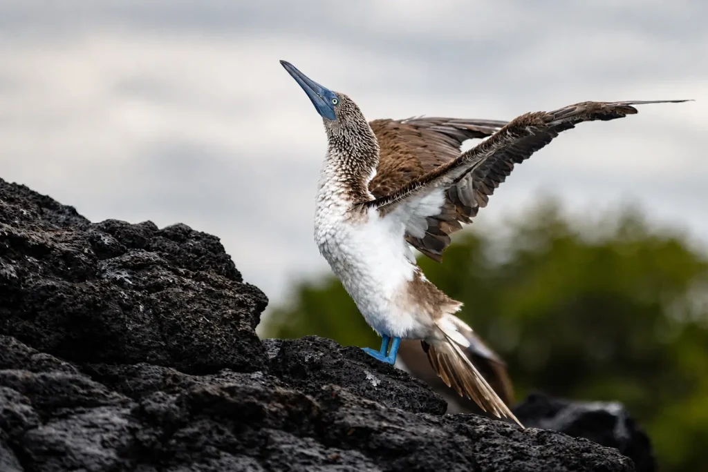 Blue-footed booby raising its wings and bill during a courtship display on volcanic rock in Galápagos.