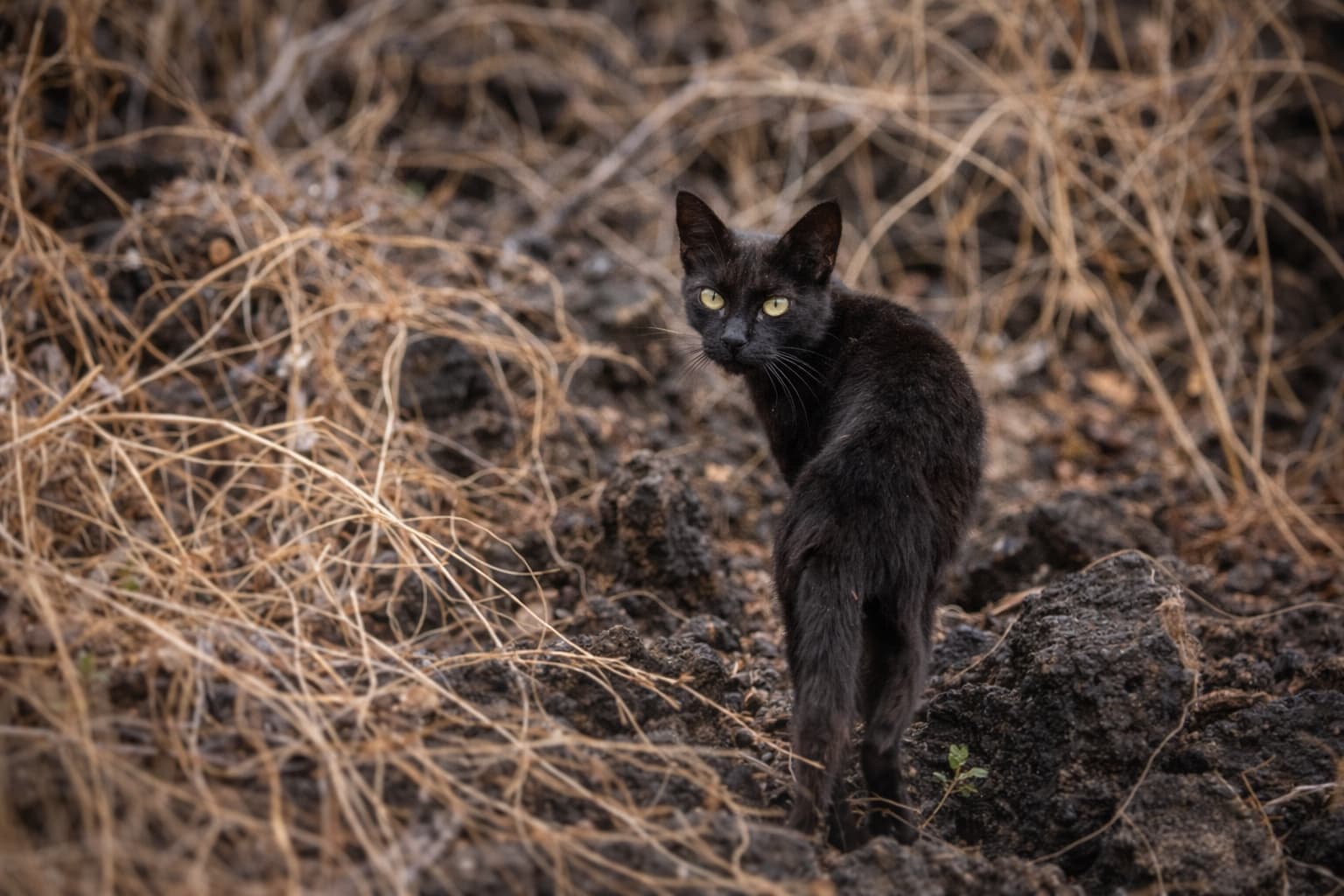 Feral cat standing among volcanic rocks in the Galápagos Islands, an invasive predator threatening native wildlife