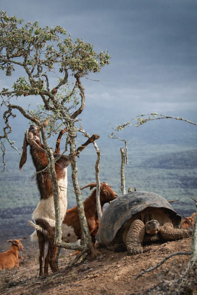 Feral goats feeding near a Galápagos giant tortoise, illustrating the impact of invasive species on native ecosystems