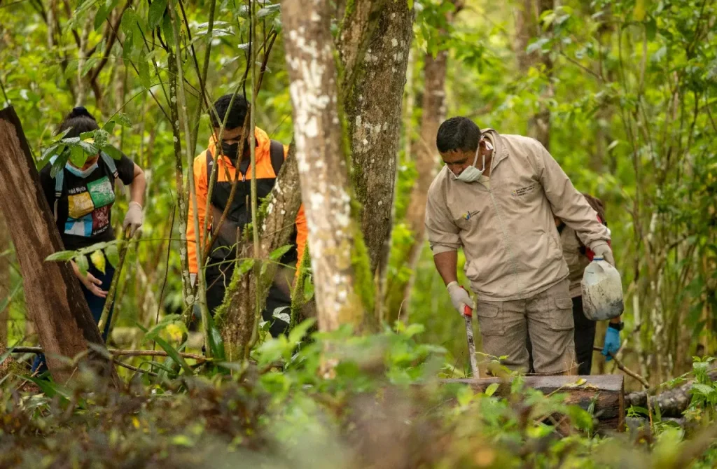 Field team removing invasive species in the Galápagos highlands during conservation work.