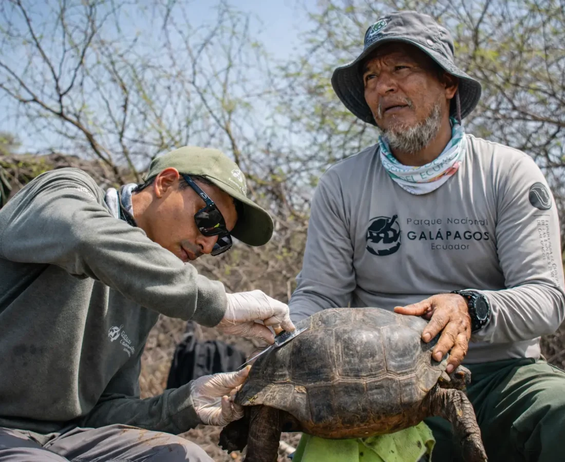 Researchers from Galápagos National Park carry out final health checks on a juvenile Floreana-lineage giant tortoise on the day of its February 2026 release.