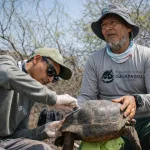 Researchers from Galápagos National Park carry out final health checks on a juvenile Floreana-lineage giant tortoise on the day of its February 2026 release.