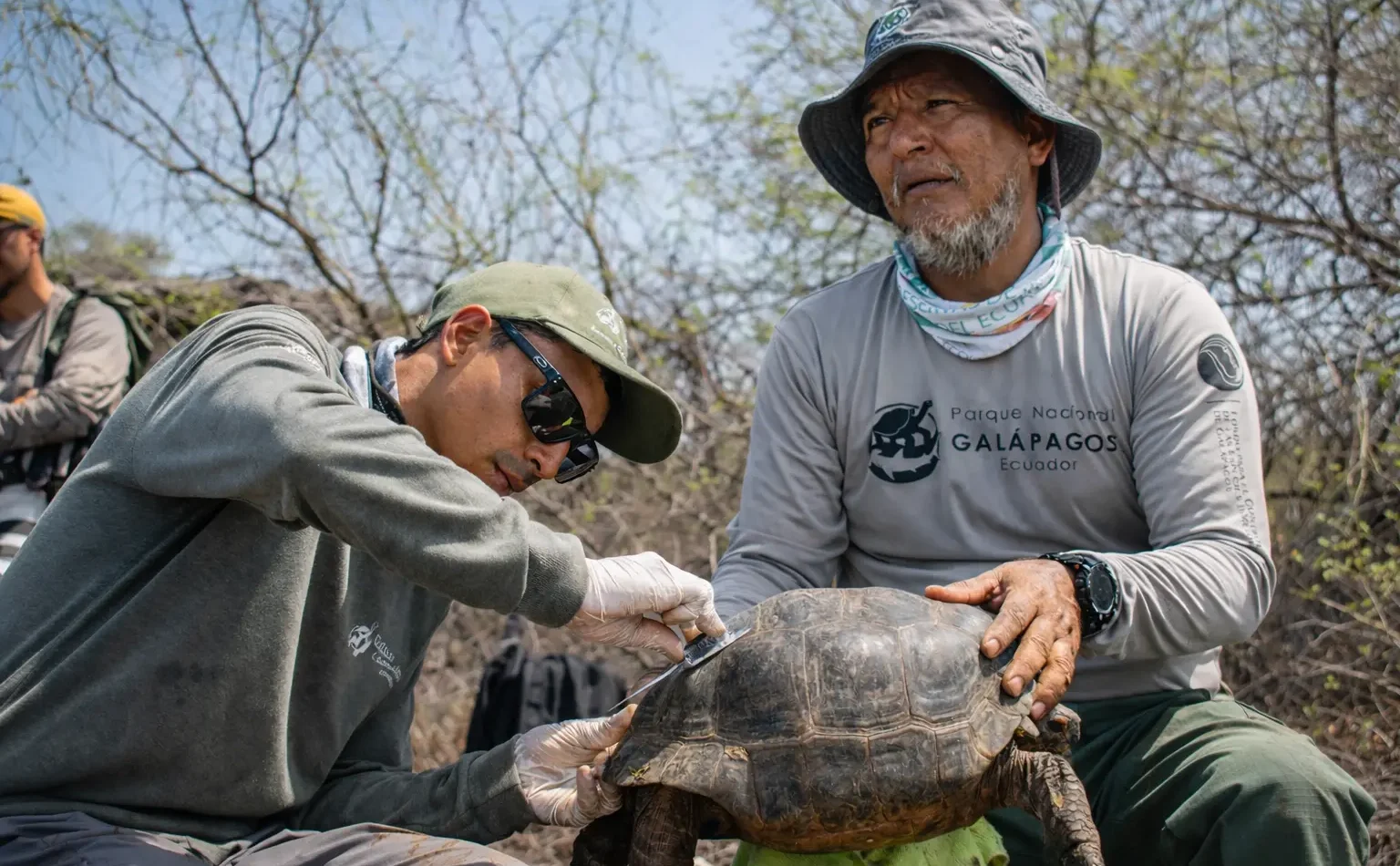 Researchers from Galápagos National Park carry out final health checks on a juvenile Floreana-lineage giant tortoise on the day of its February 2026 release.