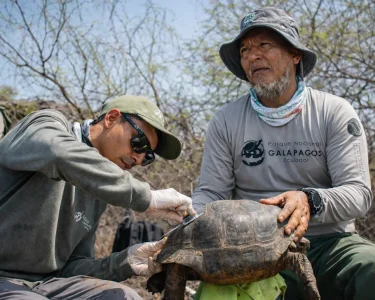 Researchers from Galápagos National Park carry out final health checks on a juvenile Floreana-lineage giant tortoise on the day of its February 2026 release.