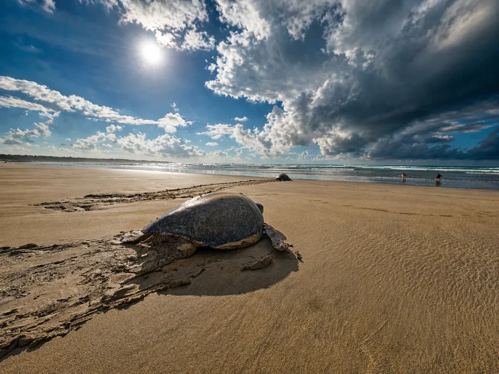 A green sea turtle crosses a wide sandy beach in Galápagos after nesting, leaving a clear trail in the sand beneath dramatic morning clouds.