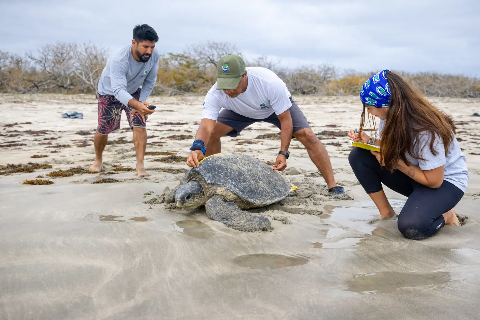 Researchers measure an adult sea turtle during a nesting monitoring effort on a beach in Galápagos.