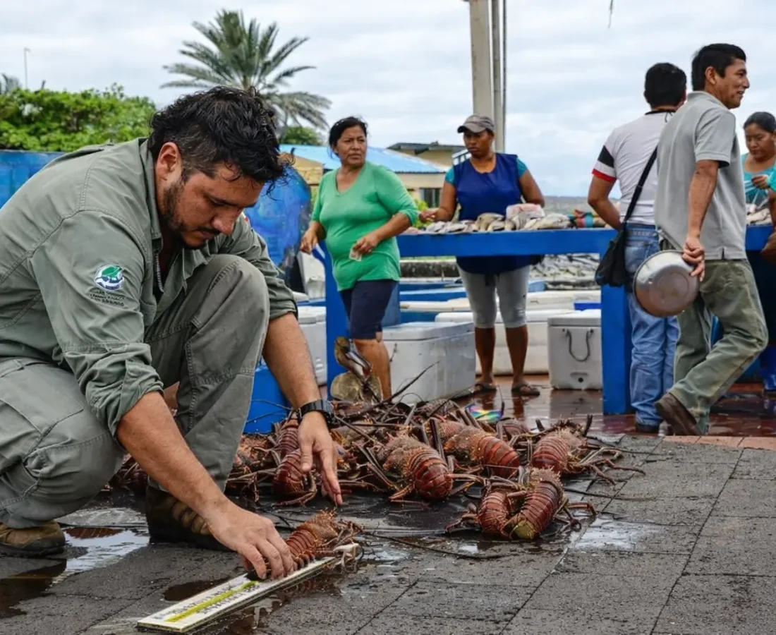 A conservation officer measures spiny lobsters at a Galápagos fish market as part of sustainable fisheries monitoring.