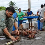 The People Who Protect Galápagos A conservation officer measures spiny lobsters at a Galápagos fish market as part of sustainable fisheries monitoring.