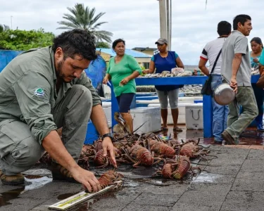 A conservation officer measures spiny lobsters at a Galápagos fish market as part of sustainable fisheries monitoring.
