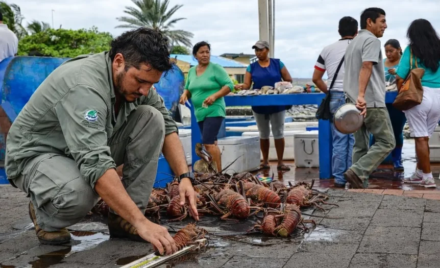 A conservation officer measures spiny lobsters at a Galápagos fish market as part of sustainable fisheries monitoring.