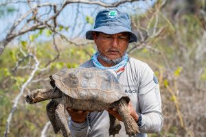 A Galápagos National Park ranger holds a juvenile giant tortoise during fieldwork in dry island habitat.