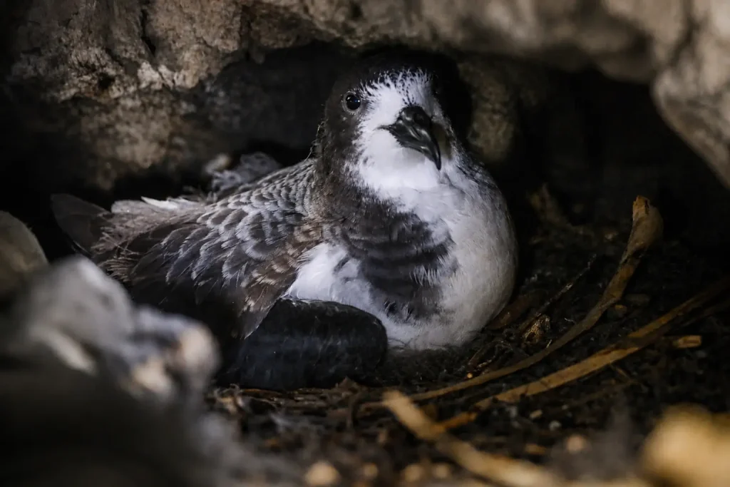 Galápagos petrel resting inside a nesting burrow during monitoring work in Floreana Island.