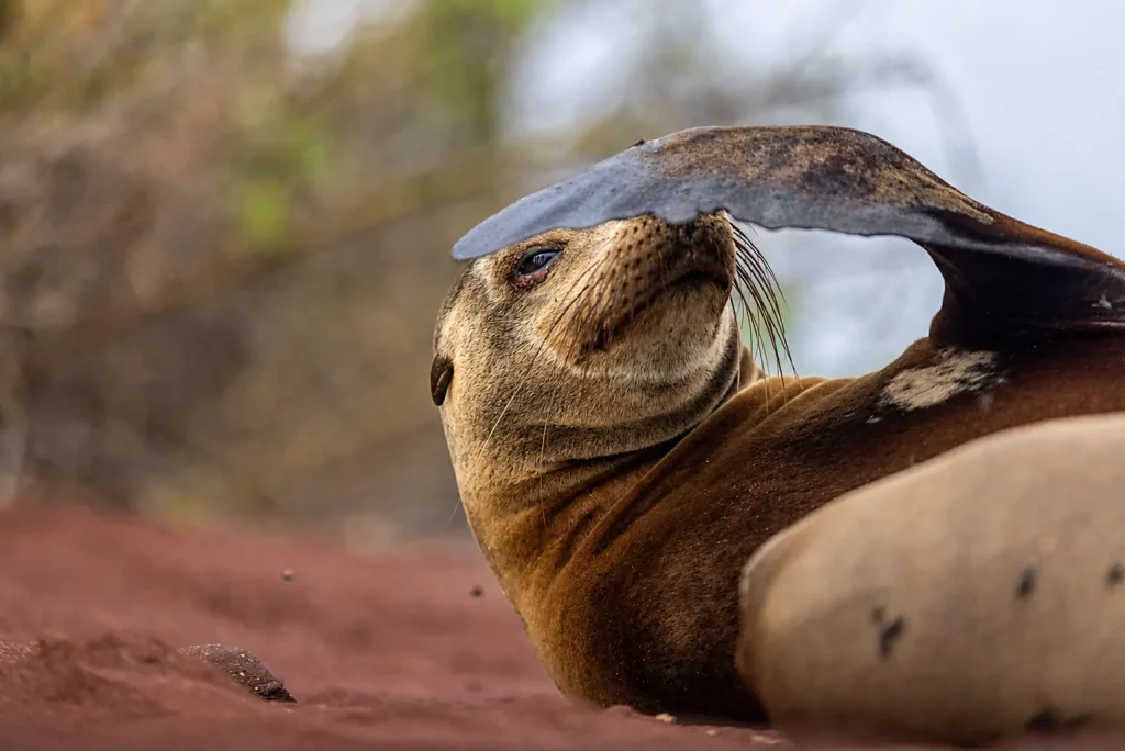 Galápagos sea lion resting on red coastal sand with one flipper raised over its face.