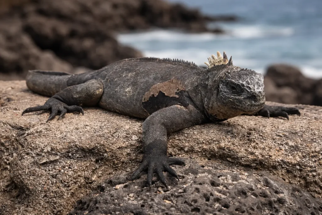 Marine iguana resting calmly on coastal rock with the ocean in the background in the Galápagos Islands.