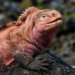 The Pink Guardian of Wolf Volcano: A 5.7-Million-Year Secret of the Galápagos Pink iguana of the Galápagos resting on volcanic rock, showing distinctive coloration and texture in its natural habitat