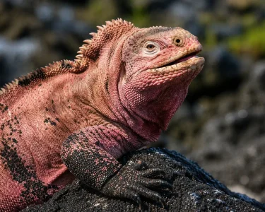 Pink iguana of the Galápagos resting on volcanic rock, showing distinctive coloration and texture in its natural habitat