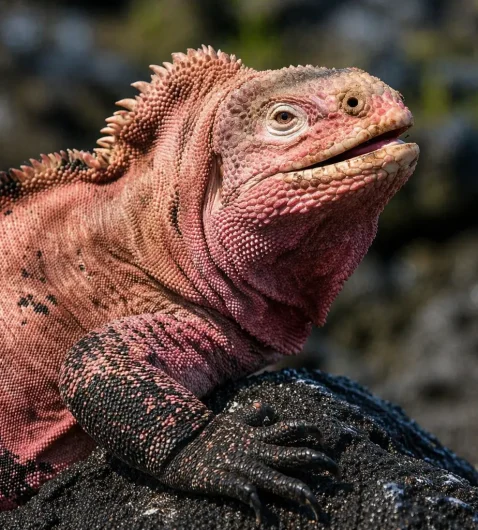 Pink iguana of the Galápagos resting on volcanic rock, showing distinctive coloration and texture in its natural habitat