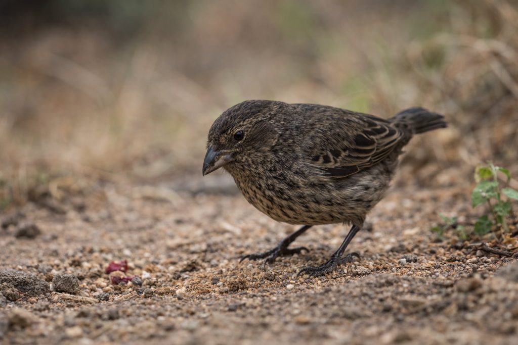 galapagos endemic species finch feeding on ground
