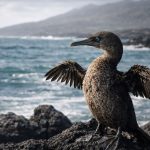 Galapagos flightless cormorant drying its wings on volcanic lava rocks along the coast of Fernandina Island.
