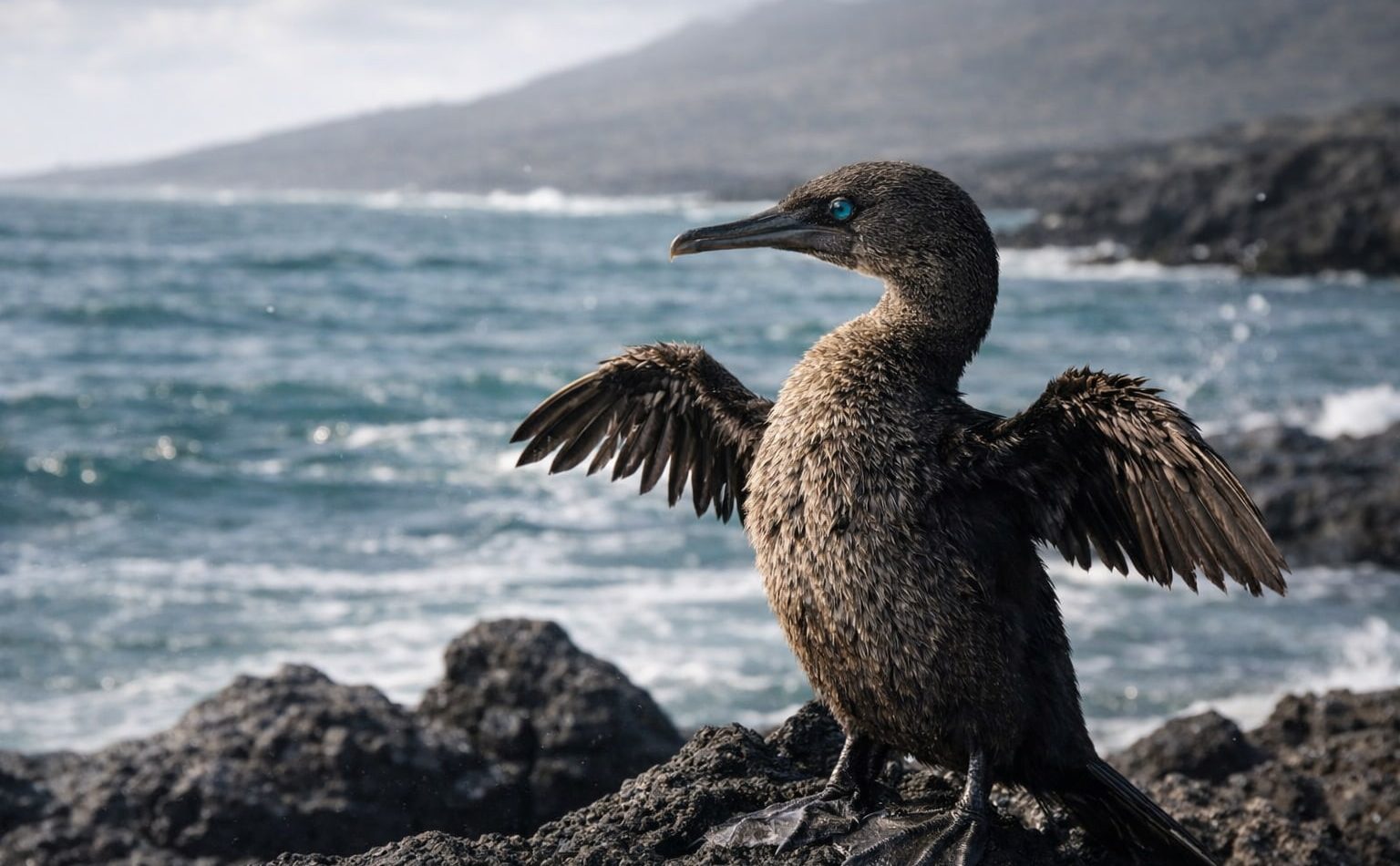 Galapagos flightless cormorant drying its wings on volcanic lava rocks along the coast of Fernandina Island.