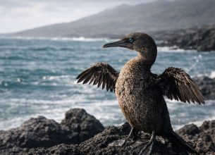 Galapagos flightless cormorant drying its wings on volcanic lava rocks along the coast of Fernandina Island.