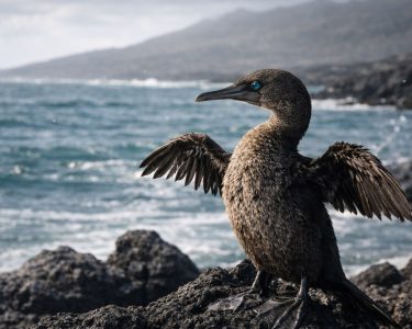 Galapagos flightless cormorant drying its wings on volcanic lava rocks along the coast of Fernandina Island.