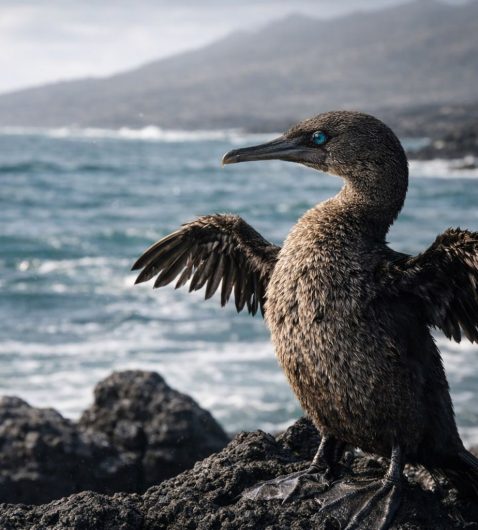 Galapagos flightless cormorant drying its wings on volcanic lava rocks along the coast of Fernandina Island.
