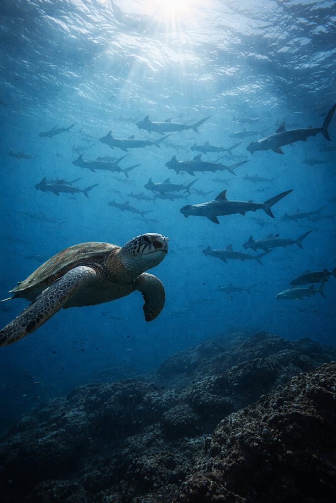 Galapagos green sea turtle swimming with a school of scalloped hammerhead sharks in the Galapagos Marine Reserve.