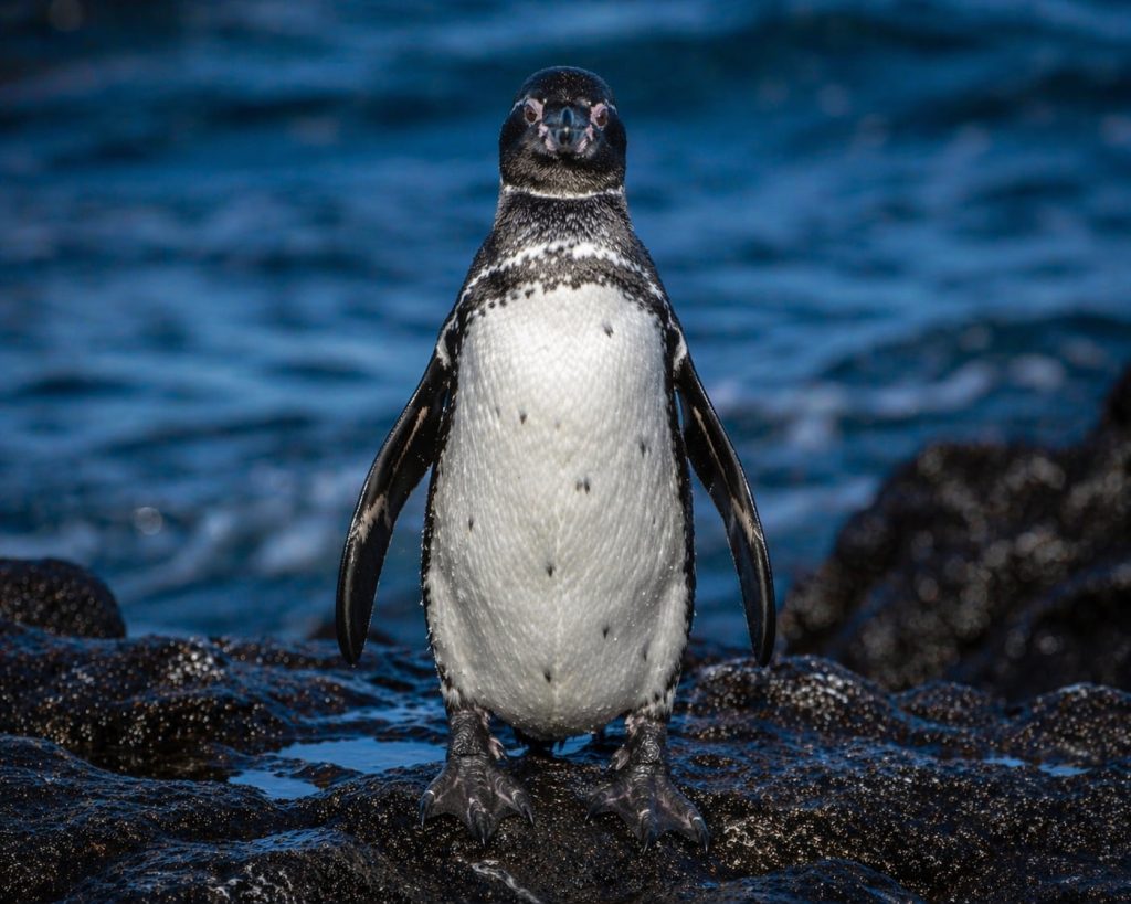 galapagos endemic species penguin standing on volcanic rock