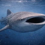 Whale shark swimming through deep blue open ocean waters in the Galápagos Marine Reserve.