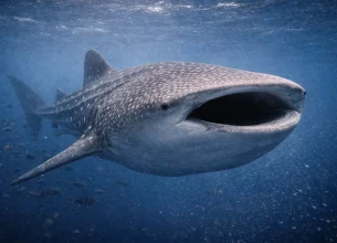 Whale shark swimming through deep blue open ocean waters in the Galápagos Marine Reserve.
