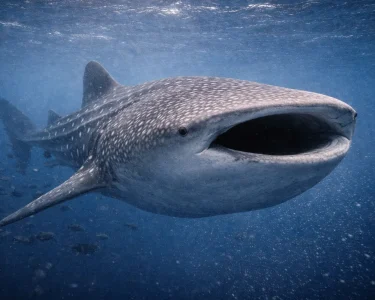 Whale shark swimming through deep blue open ocean waters in the Galápagos Marine Reserve.