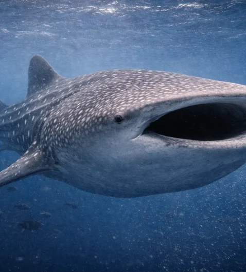 Whale shark swimming through deep blue open ocean waters in the Galápagos Marine Reserve.