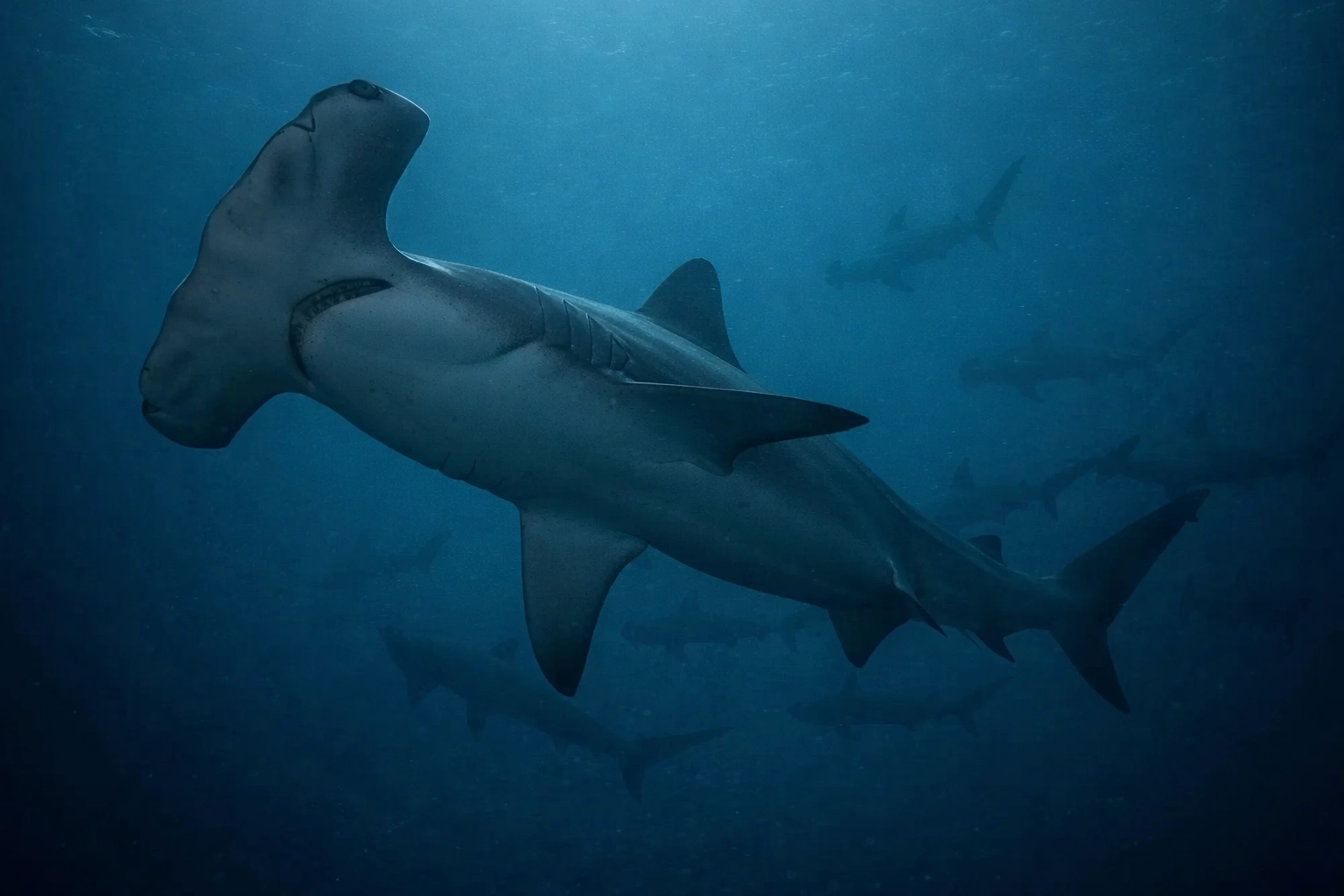 Hammerhead shark swimming in deep Galápagos waters with other hammerhead sharks in the background.