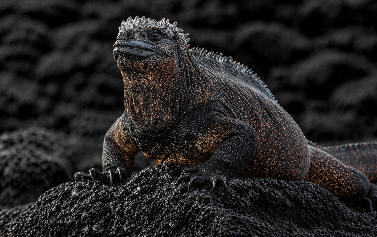 galapagos endemic species marine iguana on lava rock