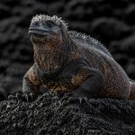 8 Iconic Galápagos Species Found Nowhere Else on Earth galapagos endemic species marine iguana on lava rock